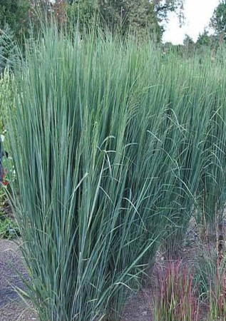 PANICUM virgatum Northwind